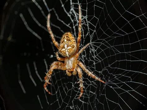 23 SPIDERS found in Portugal!